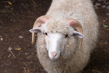 Close-up portrait of a white horned sheep with thick curly wool and hay looking directly at the camera on a farm © Dyba Images