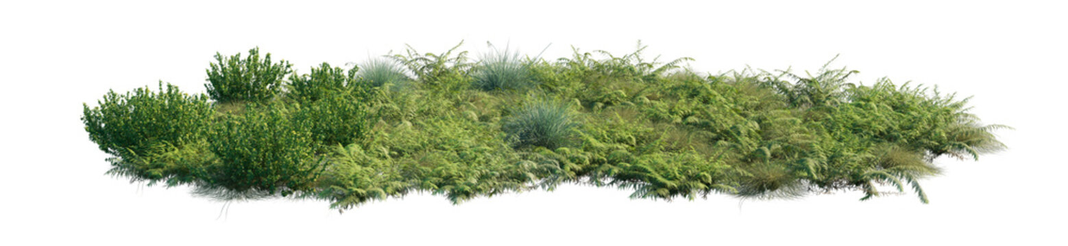 asplenium bulbiferum clump (hen and chicken fern, mother spleenwort) isolated png on a transparent background premium nature cutout
