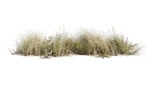 Winter Dune Grass Tufts on White Snow Background