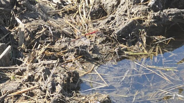 ​Red dragonfly couple oviposition and mating flight in a rural paddy field puddle, macro wildlife nature footage#003

