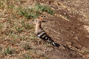 Common Hoopoe (Upupa epops), aka Eurasian Hoopoe, Palma de Mallorca, Spain. © SJM 51