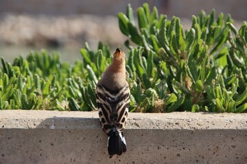 Common Hoopoe (Upupa epops), aka Eurasian Hoopoe, Palma de Mallorca, Spain. © SJM 51