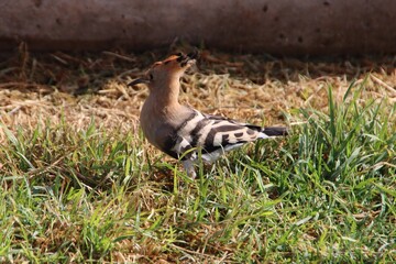 Common Hoopoe (Upupa epops), aka Eurasian Hoopoe, Palma de Mallorca, Spain. © SJM 51