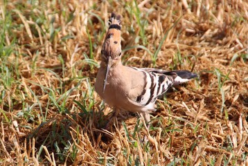 Common Hoopoe (Upupa epops), aka Eurasian Hoopoe, Palma de Mallorca, Spain. © SJM 51