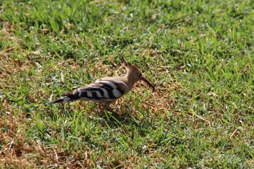 Common Hoopoe (Upupa epops), aka Eurasian Hoopoe, Palma de Mallorca, Spain. © SJM 51
