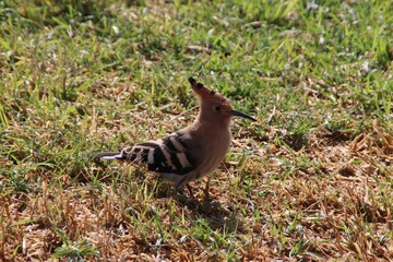Common Hoopoe (Upupa epops), aka Eurasian Hoopoe, Palma de Mallorca, Spain. © SJM 51