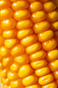 Vertical macro background texture of bright yellow ripe corn grains