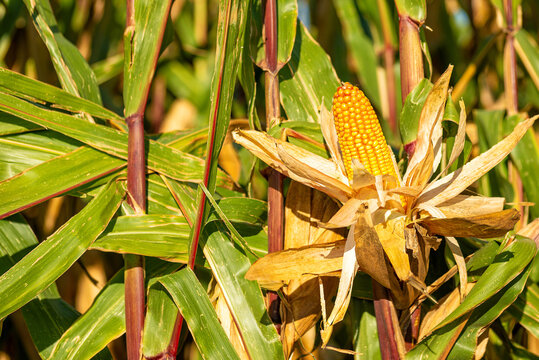 Dry broken corn cob hanging on a plant stalk in an autumn field