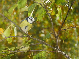 A blue tit on a birch branch in an autumn forest. © Rbizon