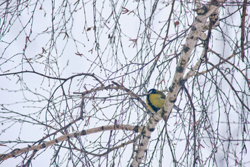 A great tit (Parus major) sits on a bark-covered birch branch in winter. © Michel F