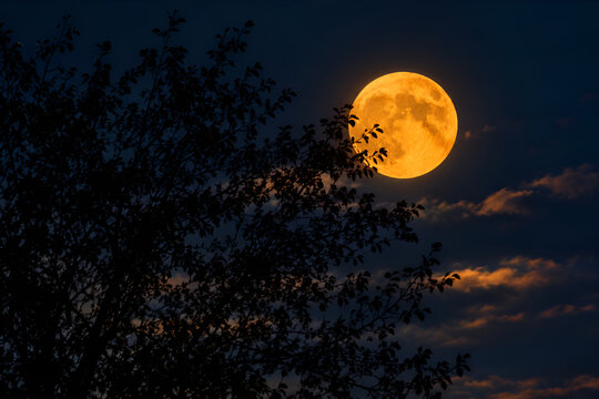 Spooky Golden Full Moon in Dark Night Sky with Tree Silhouette, Halloween and Autumn Background