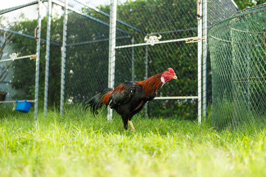 A rooster (also known as a cockerel or cock) walking in the farm open farming in countryside of Thailand.