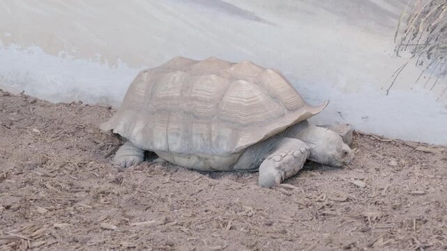 Large sulcata tortoise slowly lifting its head in sandy enclosure