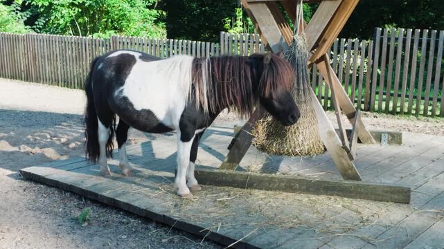 Shetland pony eating hay from feeder net in farm enclosure