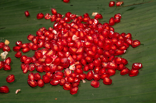 Here, a fresh pomegranate (Punica granatum) also known as Anar fruit in India, picked from the garden, is being cut on a banana leaf. The natural compounds formed after consuming, good for the heart.