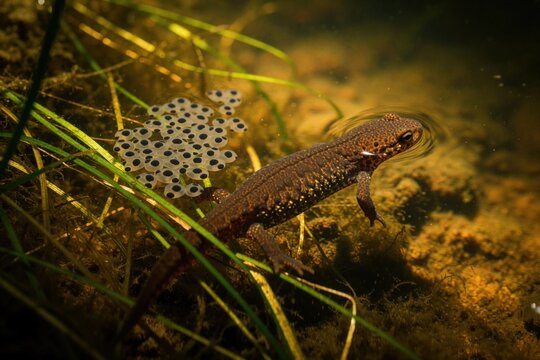 Male, female California newts mate in amplexus underwater in pond. Small black spotted eggs float near pair in murky wetland. Amphibian reproduction process occurs in natural habitat among aquatic