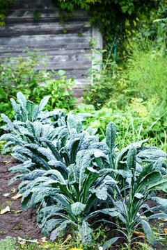 Healthy Tuscan kale or cavolo nero plants in a backyard garden
