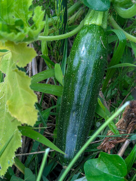 大きく育ったズッキーニの実 長野県の自然栽培の夏の畑
