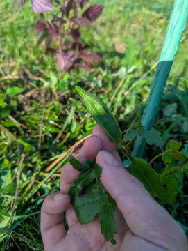 手で摘み取るオクラ 赤紫蘇が育つ長野県の自然栽培の夏の畑