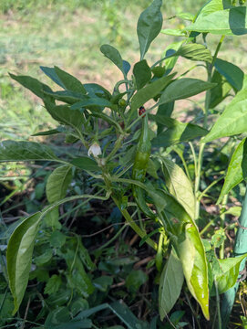 テントウムシがとまる万願寺唐辛子の株 長野県の自然栽培の畑で実る夏野菜