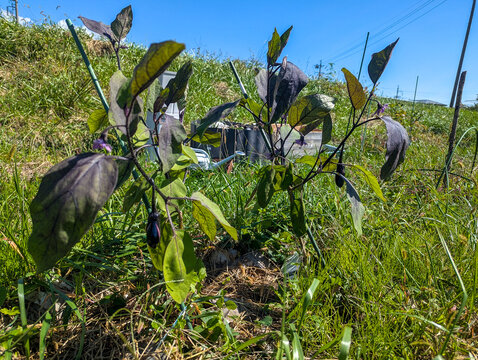 紫色に色づいた葉と花をつけた秋なすの株 長野県の自然栽培の畑