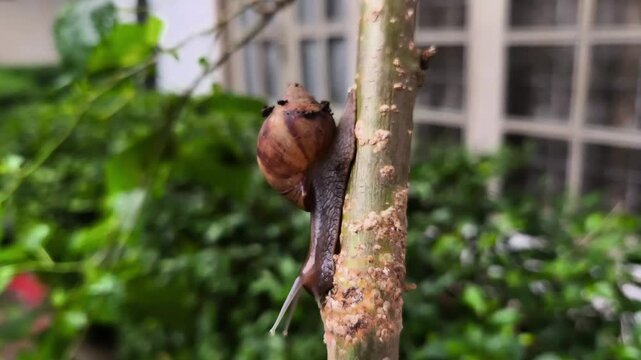 Side view of a giant land snail crawling upward on a wooden stem with lush green foliage.