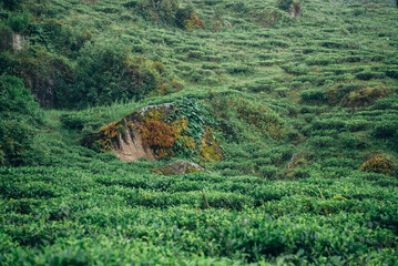 Lush green tea garden and misty waterfall in Darjeeling, West Bengal, India. Scenic Himalayan hill station landscape, perfect for tourism, travel and nature themes. West Bengal tourism spot. © Sanket Mishra