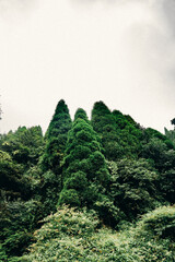Scenic hill station landscape in India with green mountains, misty valleys and forest. Beautiful Himalayan scenery, ideal for travel, tourism, nature and holiday destination themes. © Sanket Mishra