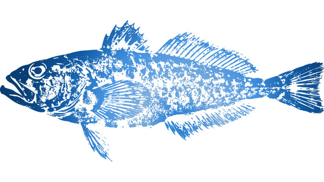 Japanese Sandfish Gyotaku fishing ink print 007