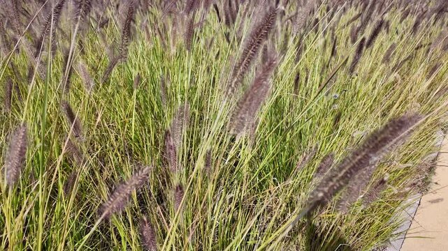 Close up of foxtail grass swaying in the wind against blue sky Beijing