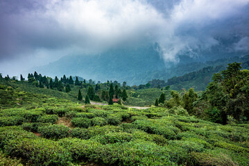 Scenic hill station landscape in India with green mountains, misty valleys and forest. Beautiful Himalayan scenery, ideal for travel, tourism, nature and holiday destination themes. © Sanket Mishra