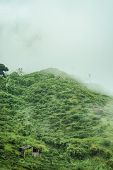 Scenic hill station landscape in India with green mountains, misty valleys and forest. Beautiful Himalayan scenery, ideal for travel, tourism, nature and holiday destination themes. © Sanket Mishra