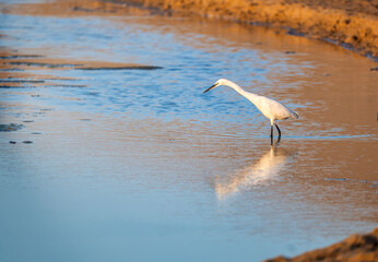 White egret bird standing in shallow coastal water at sunset © Paolo Corazza
