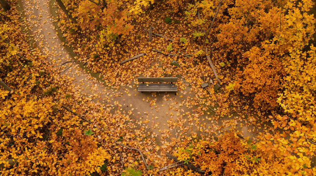 Aerial top-down view of solitary bench surrounded by golden autumn leaves for seasonal blog posts, website banners, and greeting card designs