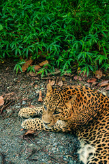 Leopard resting on the ground beneath lush green vegetation at Bengal Safari Park. The photograph captures the big cat's distinctive spotted coat, alert expression. © Sanket Mishra