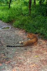 Leopard resting on the ground beneath lush green vegetation at Bengal Safari Park. The photograph captures the big cat's distinctive spotted coat, alert expression. © Sanket Mishra