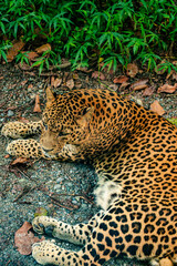 Leopard resting on the ground beneath lush green vegetation at Bengal Safari Park. The photograph captures the big cat's distinctive spotted coat, alert expression. © Sanket Mishra
