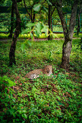 Leopard resting on the ground beneath lush green vegetation at Bengal Safari Park. The photograph captures the big cat's distinctive spotted coat, alert expression. © Sanket Mishra