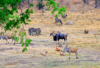 African safari scence with a herd of Eland and a small her of Burchell Zebra, Stnaley and Livingstone Game Reserve, Zimbabwe © paula