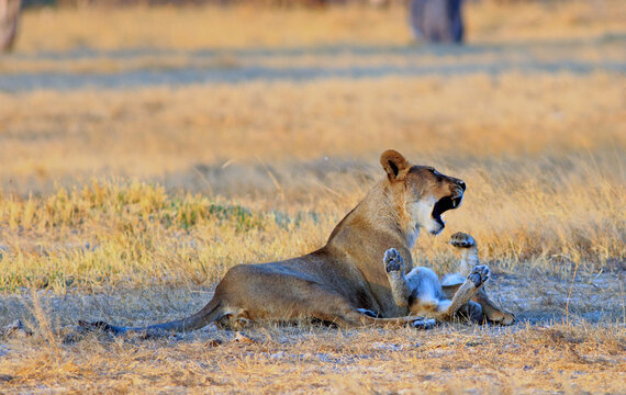 Lioness playing with her cub who has it's paws in the air, and Lioness has mouth open. Hwange National Park, Zimbabwe. Some  motion blur visible on cub
