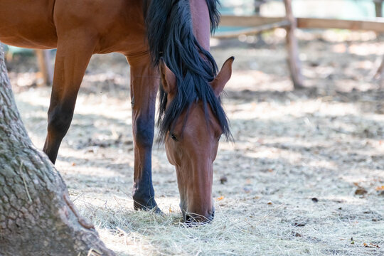 Closeup of brown horse bending down to graze scattered hay, long dark mane falling over face and forelegs standing near mossy tree trunk. Peaceful farm moment for pet food, rural and ranch advertising