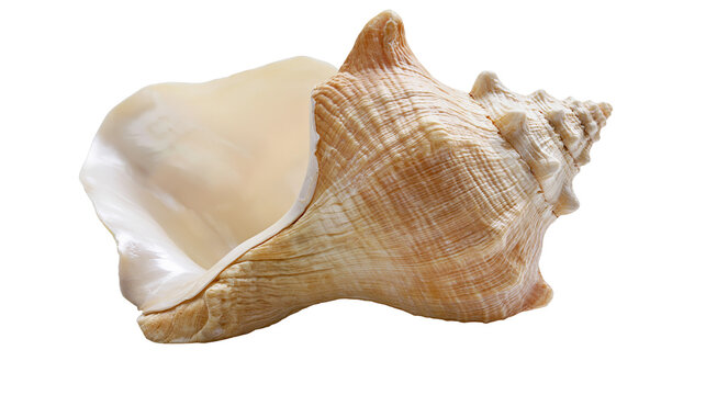 Large beige conch seashell with spiral texture and smooth interior