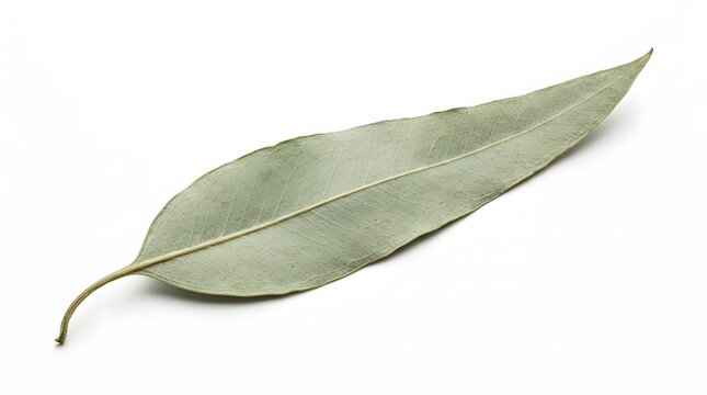 Macro Photography of a Single Eucalyptus Leaf Isolated on White