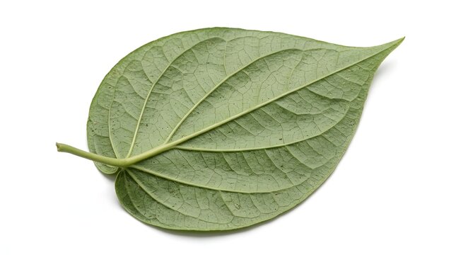 Fresh Betel Leaf Isolated on White Background