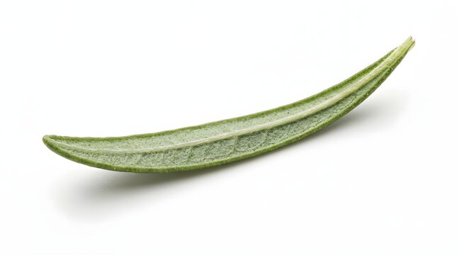 Macro Shot of Single Green Leaf Isolated on White Background