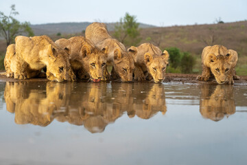 Group of African lions drinking at a waterhole in the savanna © fsanchex
