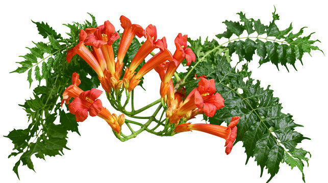 Vibrant orange trumpet vine flowers with lush green serrated leaves