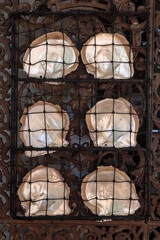 Pinctada maxima, South Sea pearl oyster shells displayed in mesh panel. Highlighting commercial luxury jewelry, travel, and tourism pearling industry of Broome, Western Australia © BJP7images