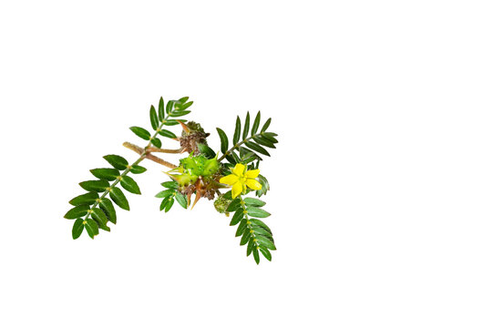 Tribulus Terrestris Plant with Yellow Flower and Spiky Fruit Isolated on Light Background.