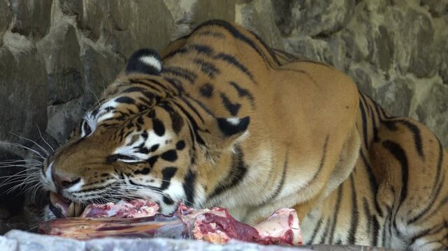 a tiger in the zoo